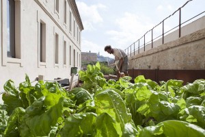 mucem fete des plantes