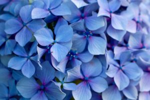 hortensia en fleur bretagne perros guirec