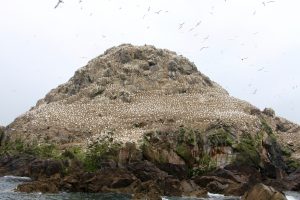 ile rouzic sept iles bateau perros guirec