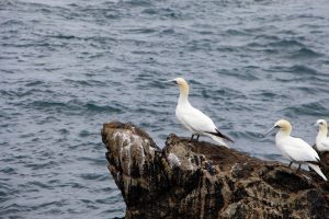 armor navigation balade bateau 7 iles perros guirec