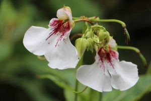 jardin botanique et eXOTIQUE ROSCOFF