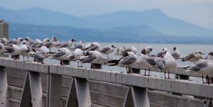 musée olympique lausanne