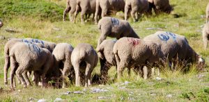 berger mouton