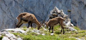 bouquetins vercors