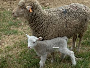 article sur la protection animale