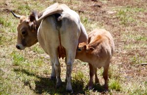 article sur la protection animale