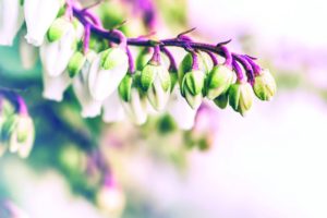 Cours cuisine - Fête du printemps et diététique chinoise
