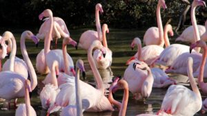parc ornithologique camargue