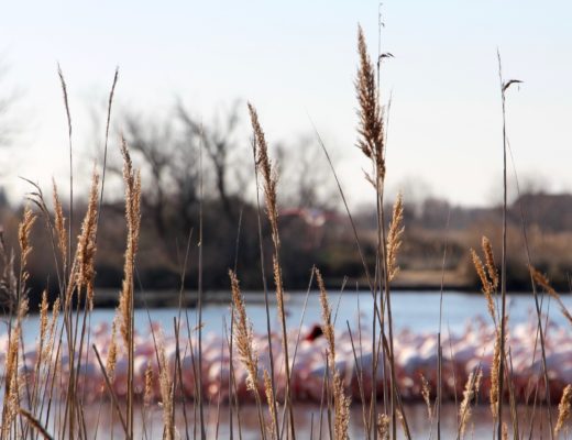 parc ornithologique camargue