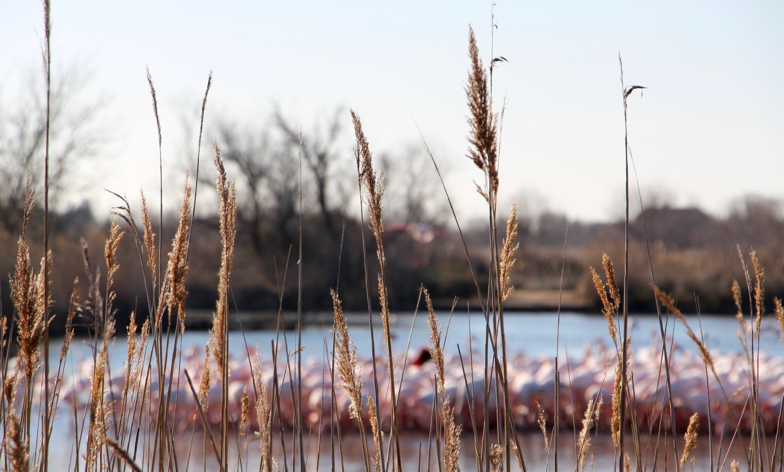 parc ornithologique camargue