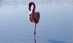 parc ornithologique camargue