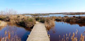 parc ornithologique camargue