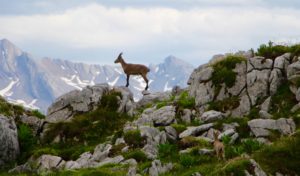 balade bouquetin la clusaz