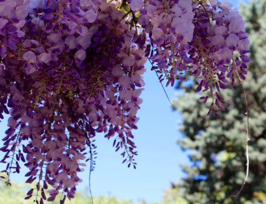 le printemps la belle saison