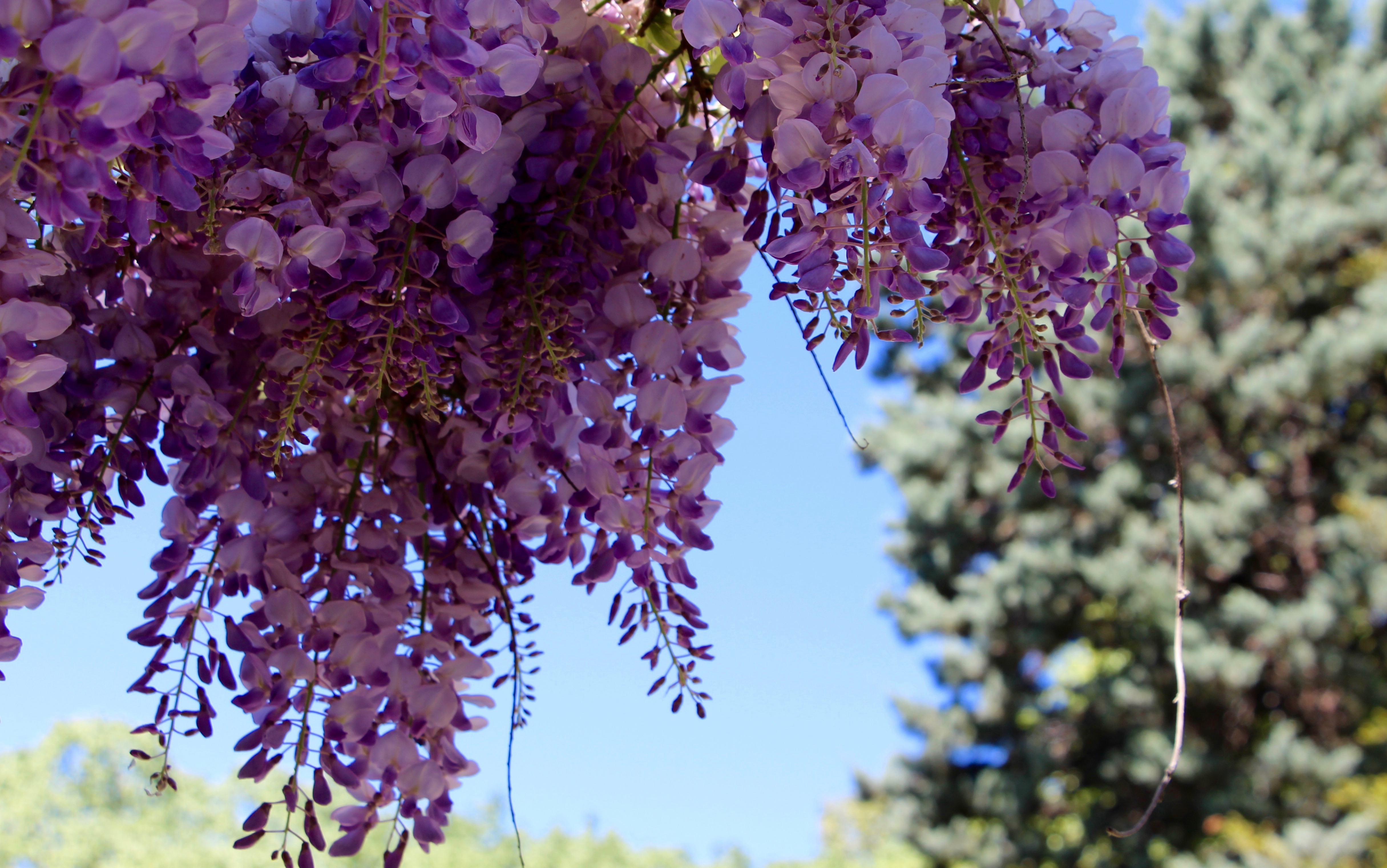 le printemps la belle saison