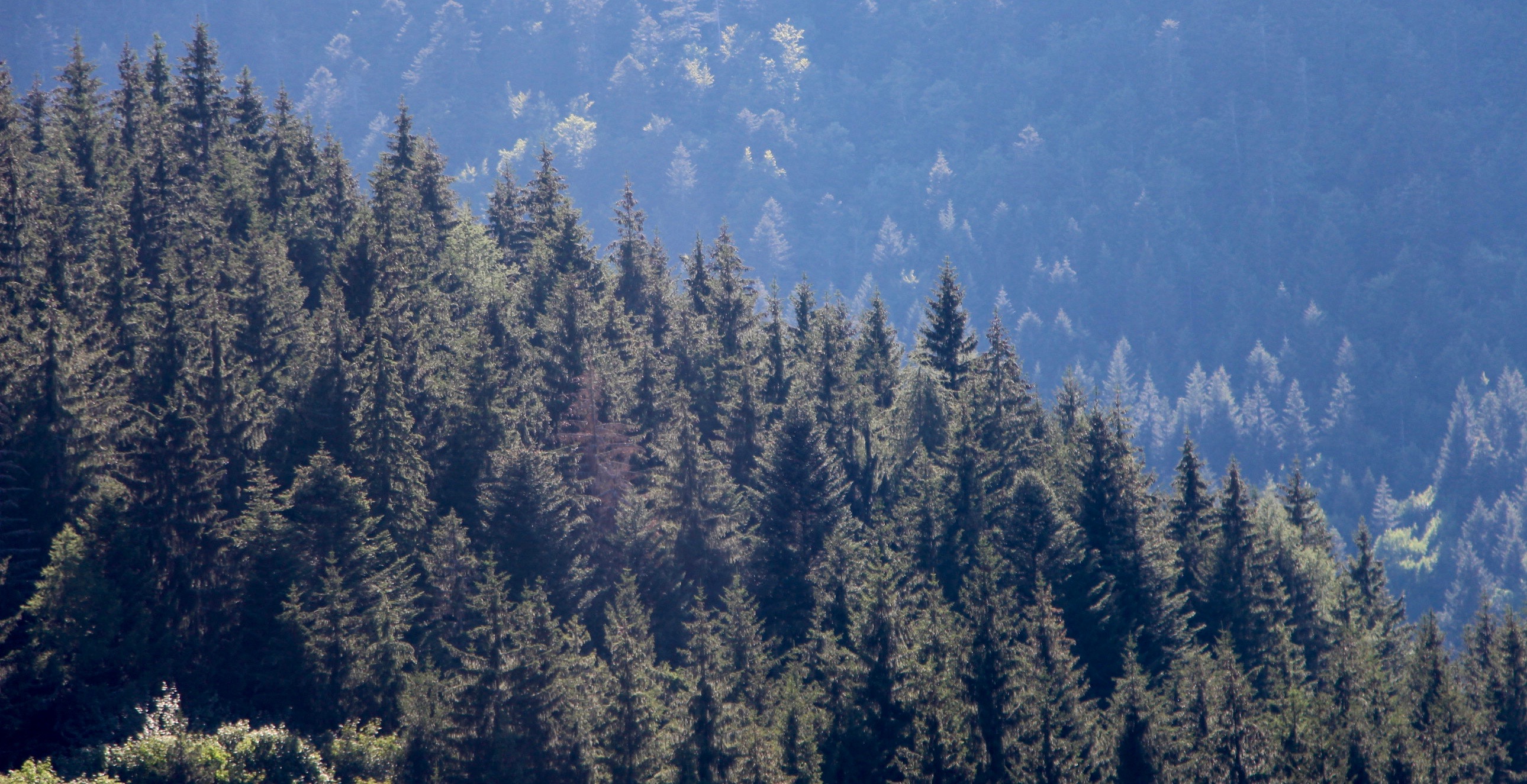 balade en foret le pouvoir d'un bain de foret