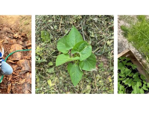 potager écoresponsable