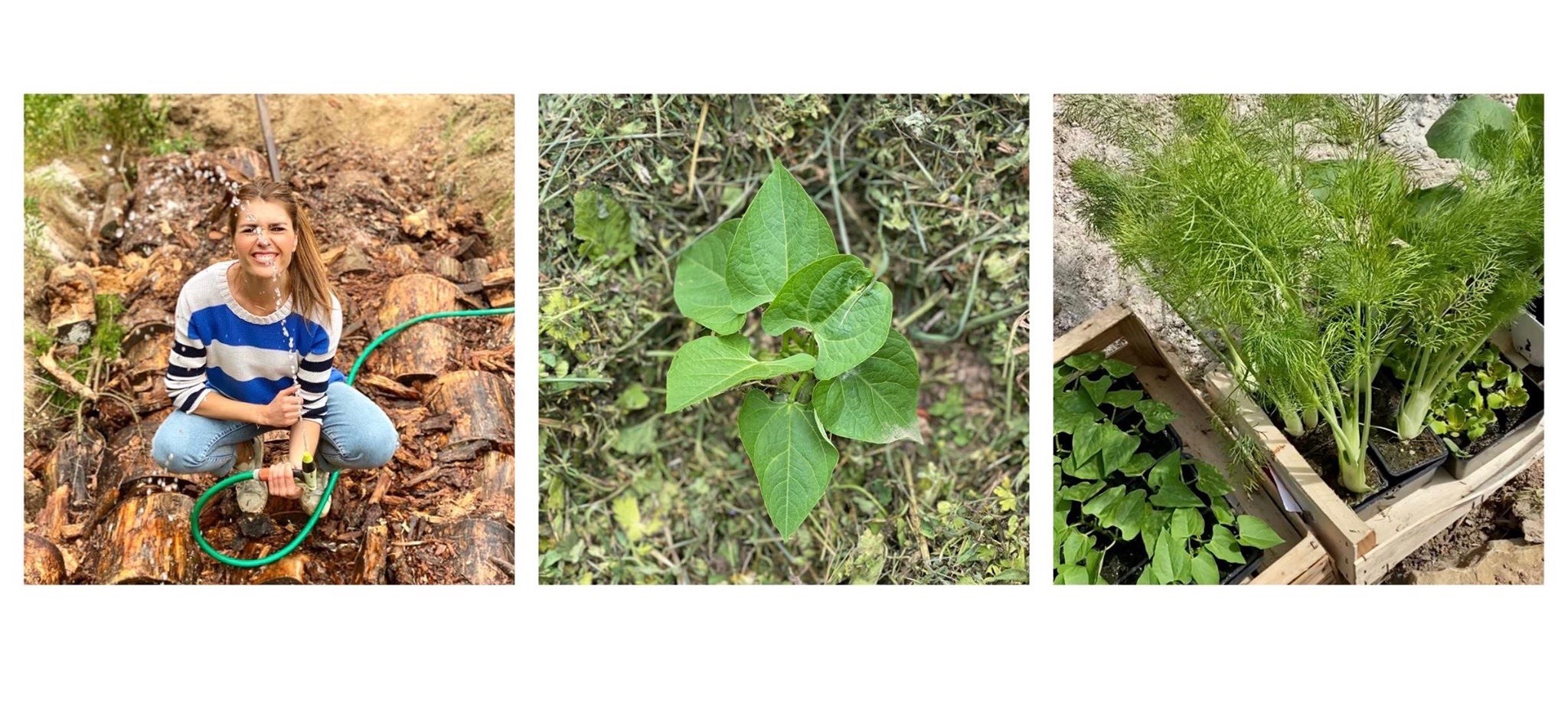 potager écoresponsable