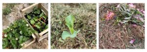 potager écoresponsable