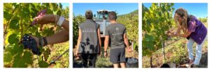 chateau rasque vin cote de provence maison d'hotes
